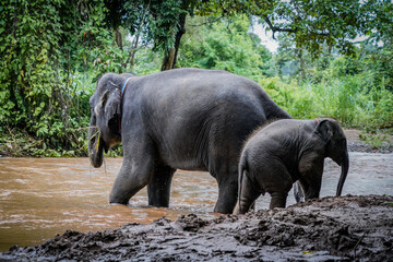 the elephant is playing water in the nature with dramatic tone