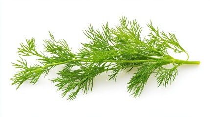 Fototapeta premium Fresh dill sprig isolated on white background. (3)