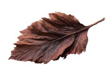 Dried Leaf Fragment