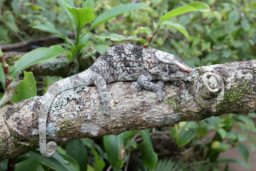 Short-horned Chameleon
 