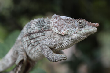 Short-horned Chameleon
 