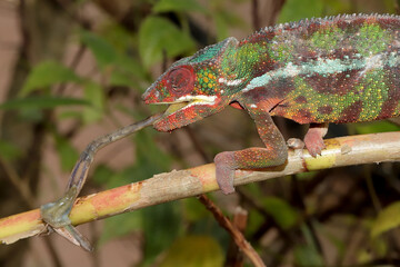 Male Panther Chameleon feeding on Grasshopper