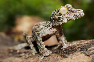 Mossy leaf-tailed gecko
