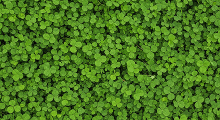 A dense carpet of vibrant green clover leaves covering the ground in a uniform and textured pattern