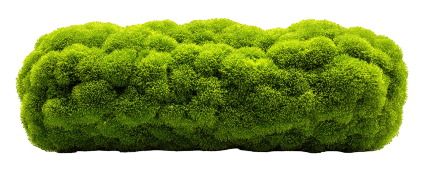 Lush green moss clump, horizontally oriented