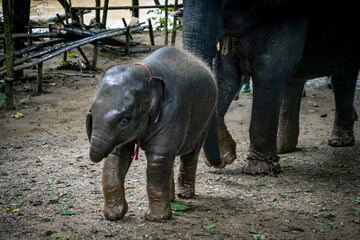 the baby elephant on the ground with dramatic tone