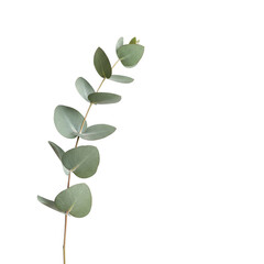Eucalyptus branch elegantly displayed against a stark black backdrop in studio photography