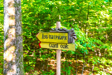 Old huge giant Patriarch Oak tree and signpost Belarus.