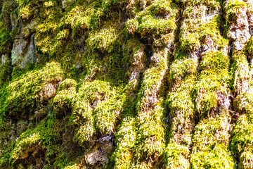 Texture pattern of old huge giant Patriarch Oak tree bark.
