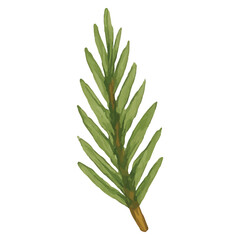 Fototapeta premium Watercolor Single Green Fir Branch Illustration