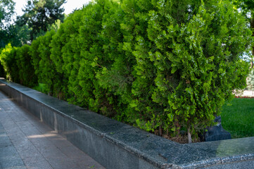Cypress growing in a park or garden. Evergreen garden hedge