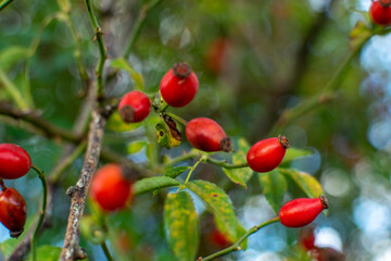 A Still Life of Rose Hips with Green Leaves. Concept A simple and elegant natural scene.