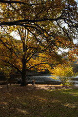 Naklejka premium A Beautiful, Scenic Autumn Pathway that is Surrounded by Colorful and Vibrant Trees