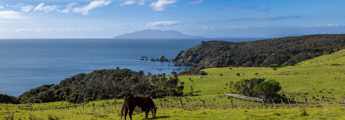 Cows graze on a lush green hillside pasture by the sea in New Zealand. The cows are eating grass,...