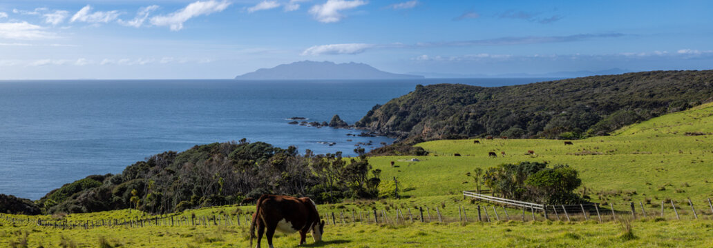 Cows graze on a lush green hillside pasture by the sea in New Zealand. The cows are eating grass, and the pasture is fenced. Great Barrier Island is in the distance. - Powered by Adobe