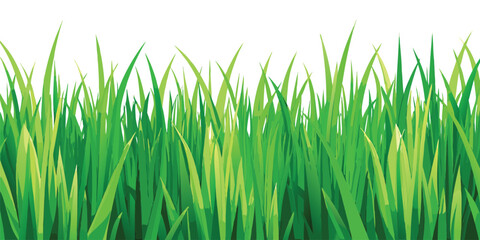 Fototapeta premium Green grass illustration for spring designs and nature backgrounds vector graphic art 