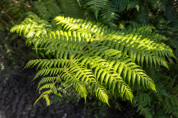 Lush green fern fronds bask in sunlight in New Zealand. Ferns are a symbol of growth and resilience, often used in nature photography and design.