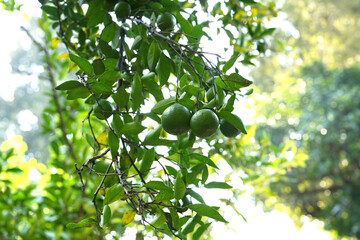 Unripe Green Oranges Hanging on Tree Branch – Organic Citrus Fruit in Natural Light