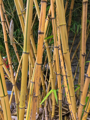 Close up of dense bamboo forest. Younger tips of some of the larger species can grow around 1 meter per day.