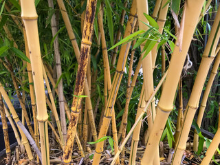 Close up of dense bamboo forest. Younger tips of some of the larger species can grow around 1 meter per day.