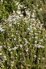 Manuka flowers bloom in New Zealand. The Leptospermum scoparium shrub is known for its medicinal honey. White petals surround a dark center.