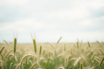 Obraz premium Green Wheat Field with a Soft Focus and Blue Sky
