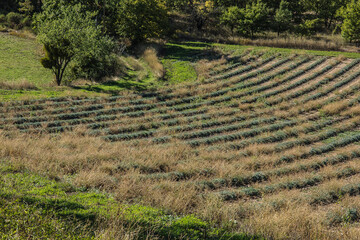 field with freshly mown lavender plants in the French Verdon region