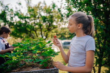 Young girl harvesting strawberries in a raised garden bed