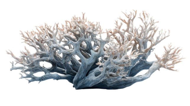Coral structure with intricate shapes and detailed branches