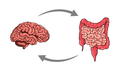 Gut-brain connection. The enteric nervous system in the human body. Signals from the brain to the digestive tract. Vector illustration for medical posters, clinics, or science studies.