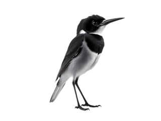 A wild black-crowned night heron with a black beak is isolated on a white background