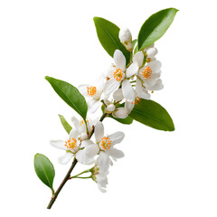Orange blossom branch with white flowers png