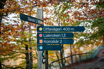 A beautifully crafted Directional Sign standing in a stunning Autumn Forest Landscape