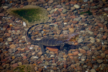 Varanus Salvator