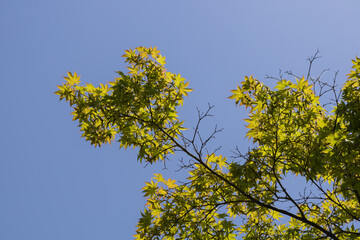 Asian small maple with green carved leaves, tree view from below. Single branch, exotic, against the background of bright blue sky. Korea