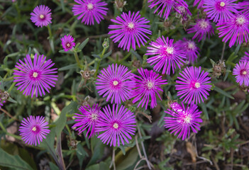 Close-up of vibrant purple Delosperma flowers, also known as succulent ice plants, in full summer bloom