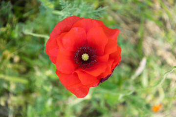 Fototapeta premium Aesthetic poppy flower isolated image. Red poppy floral botanical plant photocell. Single poppy closeup