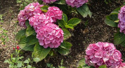 blooming pink hydrangeas in the garden in the sun rays