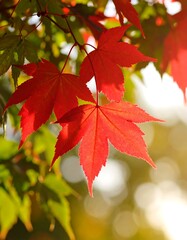Obraz premium Vibrant red autumn leaves on a branch, backlit by sunlight, bokeh background
