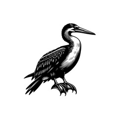 Fototapeta premium Vector art of cormorant standing on its feet isolated on white background