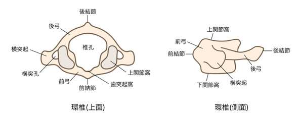 第一頸椎（環椎）の解剖学、上面図と側面図のイラスト