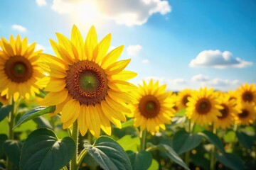 Obraz premium Vibrant sunflowers bask in the warm sunlight, their golden petals reaching towards the sky A picturesque scene of summer joy and natural beauty , outdoor, macro, serene