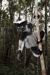 Obraz premium Madagascan Indri climbing in tree