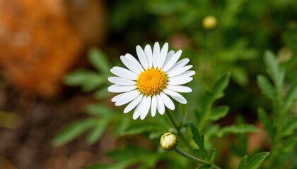 Blooming white daisy flower nature garden close-up photography serene environment natural beauty