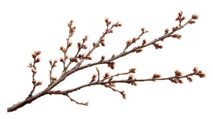 Spring buds on a branch ready to bloom