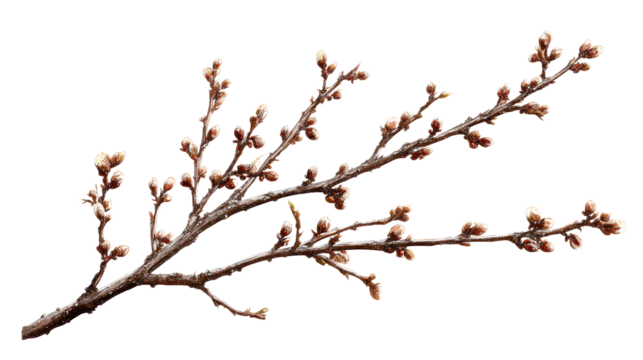 Spring buds on a branch ready to bloom