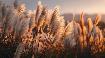 Tall golden pampas grass stalks catch the light in a field during golden hour