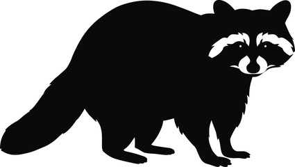 Silhouette of a standing raccoon with white facial mask, fluffy tail, wild animal, black vector isolated on white background