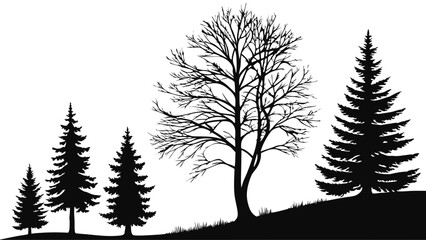 Fototapeta premium Silhouette of Coniferous and Deciduous Trees on a Hillside.