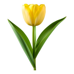 Yellow Tulip Bloom with Green Leaves, Transparent Background, 3D Realism Design Element